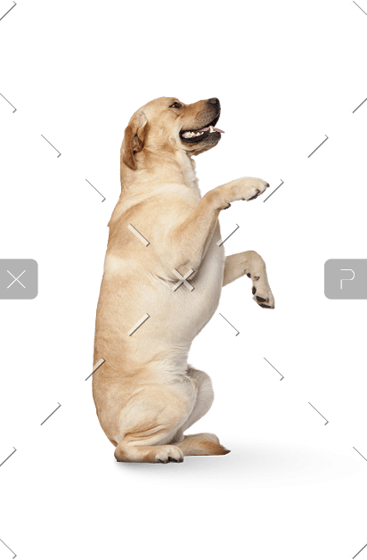 demo-attachment-635-dog-2