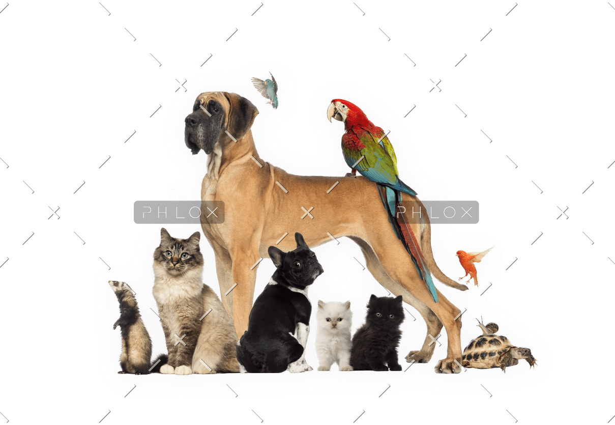 demo-attachment-540-group-of-pets-dog-cat-bird-reptile-rabbit-PVJ6BHU