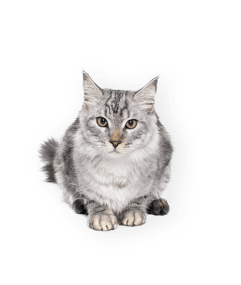 demo-attachment-565-maine-coon-cat-BZGKM7D